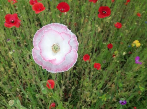 A large pink and white flower in a wildflower meadow in Brakendon Close