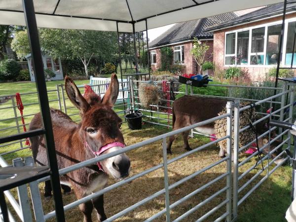 Two miniature donkeys in a pen in Corton House garden.
