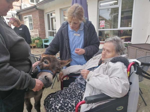 A resident using a wheelchair pets a miniature donkey alongisde a care assistant