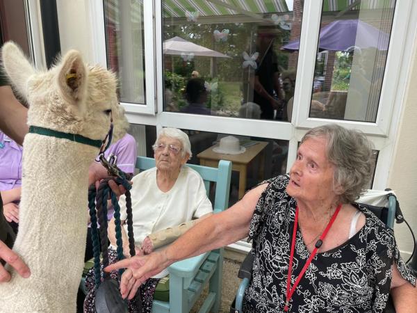 Corton House residents talk to an animal handler about the alpacas