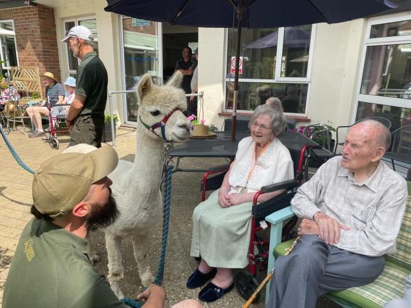 Seated residents of Corton House enjoy the shade while meeting an alpaca