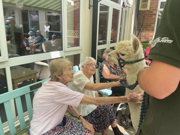 Residents meeting an alpaca on a shady patio in Corton House garden