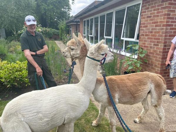 Two alpacas and their handler in a beautiful garden in Corton House care home