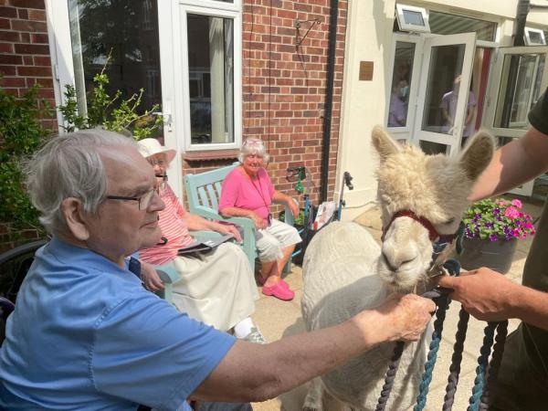 Resident Stan smiling and meeting an alpaca on a sunny patio