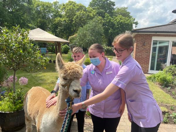 Three care home staff pet an alpaca in a sunny, green garden