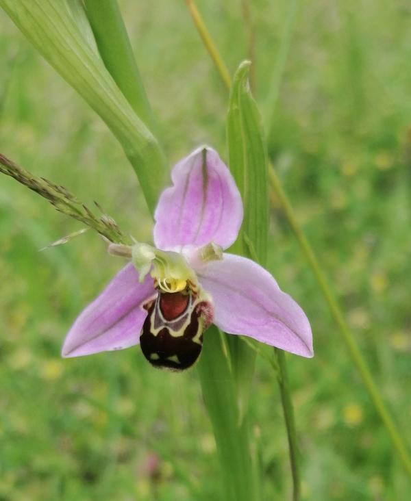 A rare bee orchid with purple petals in the garden at brakendon close
