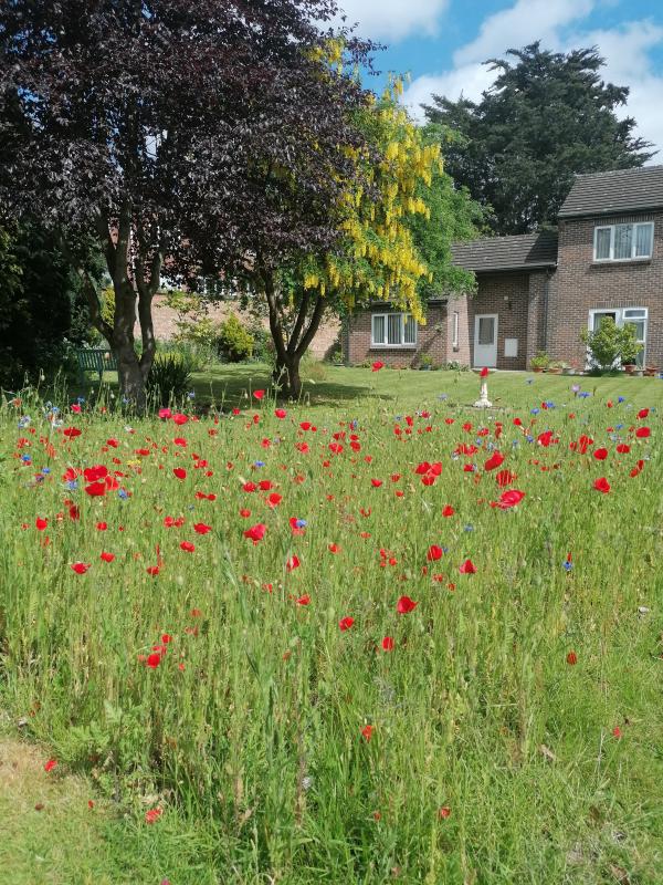 A small meadow of wildflowers including poppies in front of a flowering tree