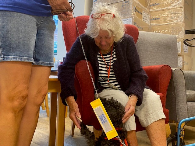 A seated residents smiles at a therapy dog on a lead.