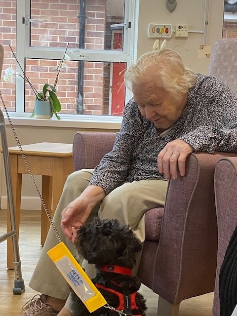 A seated resident feeds a therapy dog a treat.