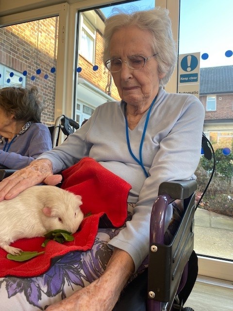 guinea pigs visiting a resident at corton house care home