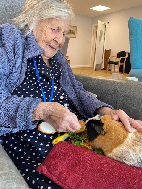 Corton house residents were happy to feed, groom and cuddle the guinea pigs