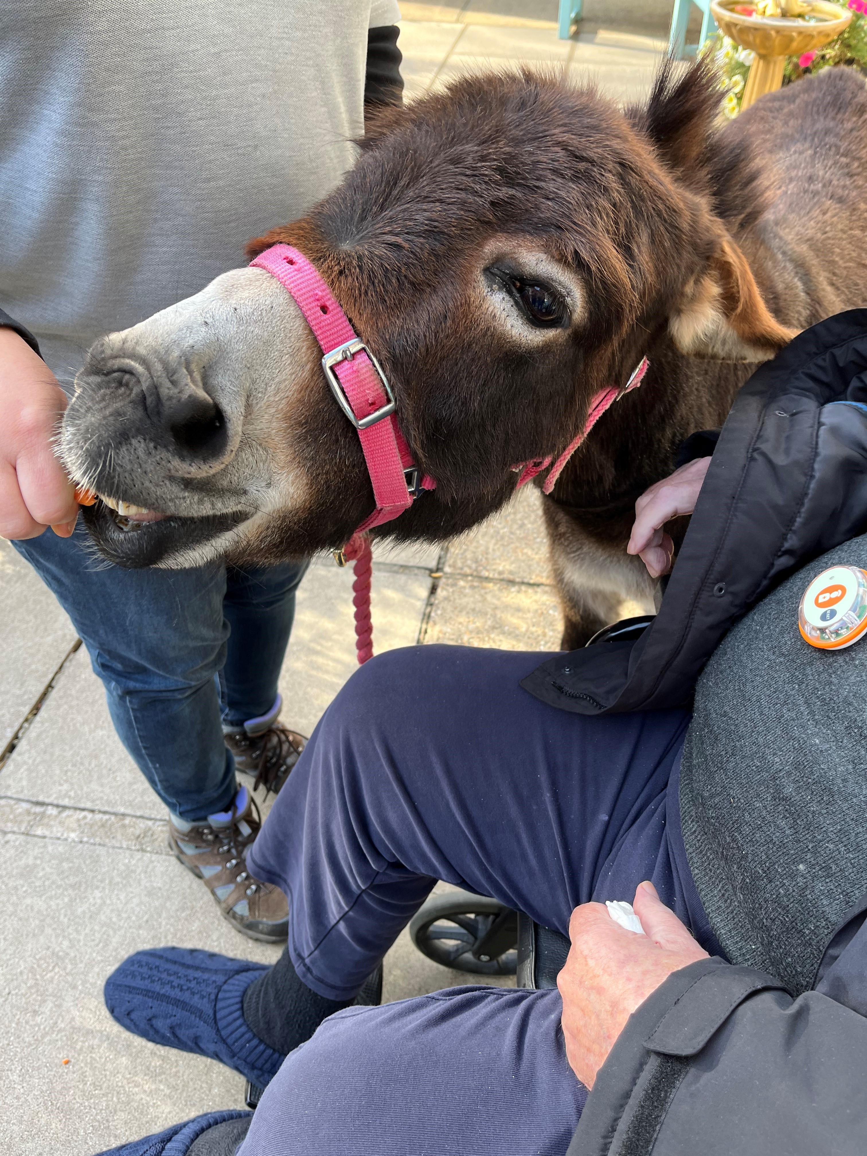 Pippin the miniature donkey