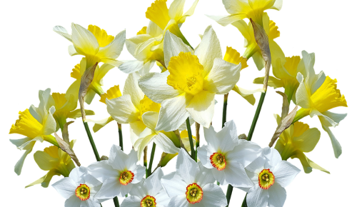 daffodils2