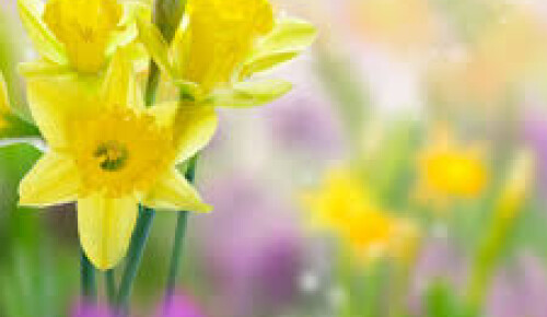 daffodils