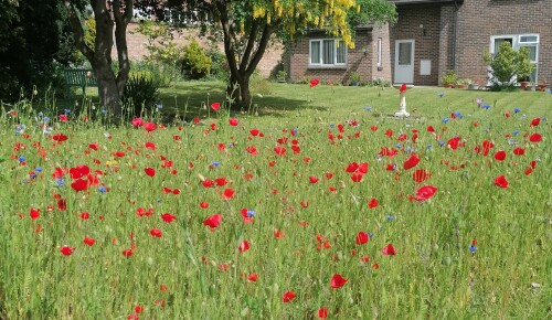 Wildflowers growing in an unmown patch of lawn at Brakendon Close.