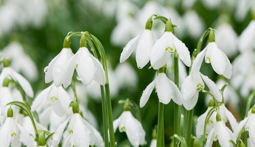 snowdrops